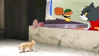Funny cat