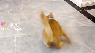 Funny  CAT I Funny Video