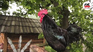 Facts About Rooster - Rooster Facts - Rooster Vs Giants