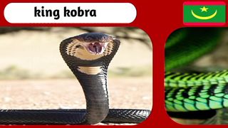 list of names of the deadliest snakes and their countries of origin