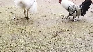 Funny chiken