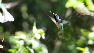 Beautiful Birds