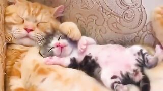 Little cat love