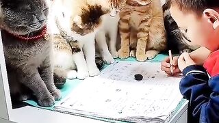 Educate Cat