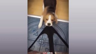 Funny Dog And Cat ???????????? Funniest Animals