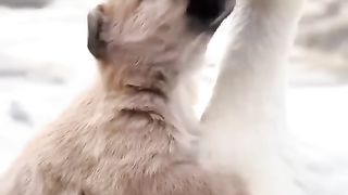 Friendship puppy and duck