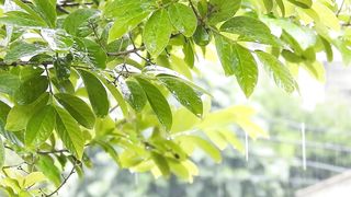 Relaxing with Nature Sounds winter Rain