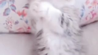 Sweet cute cats baby ????????