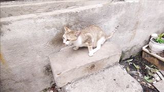How Cats React When Seeing Stranger 1st Time - Running or Being Friendly