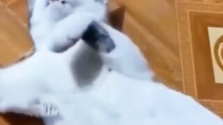 Compilation of the Funniest Dog and Cat