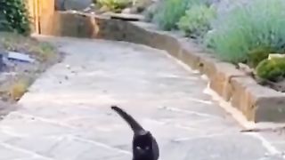 Funny cats Funny animals videos