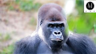Funny Gorila -Best of 2022 Funny Animal Videos