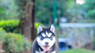 siberian huskey loverz...