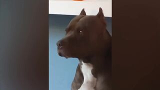 The funniest animals
