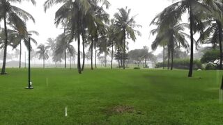 Raining in Palm Trees Garden