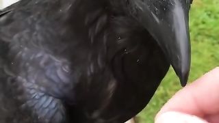 Raven talk super