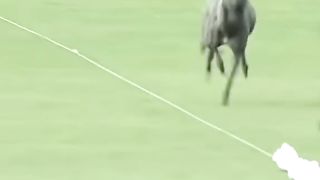 Fast dog and tiger