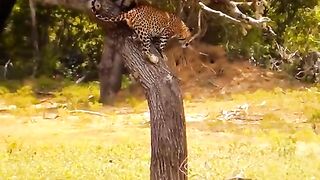 Wild animal