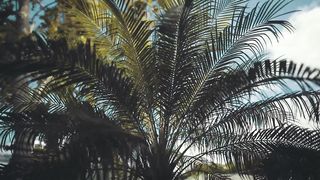 An Amazing View of Palm Tree