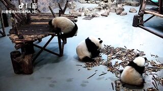 Playful pandas