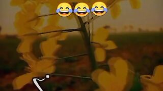 funny videos