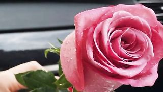 Happy Valentines day love romantic status video