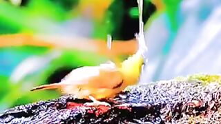 Birds???? beauty