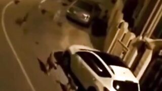 Dog vs monkey ????????