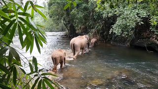 Elephant ???? wildlife and natural habitats