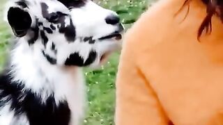 Baby goat funny