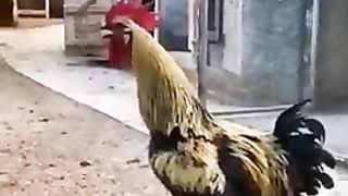 funy chiken..