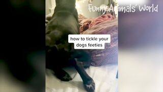 Funniest Animal Compilation