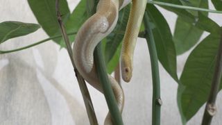 SNAKE ON THE PLANT