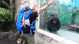 When Animals Is More Fun Than Usual -  Funny Animal Videos 2023