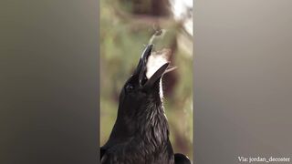Animals Do Interesting Things - Funny Animals