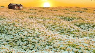 Beautiful video
