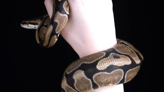 COBRA SNAKE