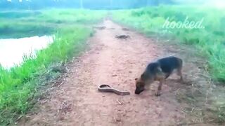30 TIMES ANIMALS MESSED WITH THE WRONG OPPONENT