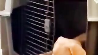 Funny dogs