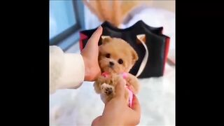 Funny animals |????Oohhh Cute Pets????Secret Laugh Best of 2023  Episode 1