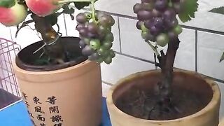 CULTIVO DE ÁRVORES FRUTÍFERAS EM VASOS