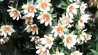 FLORES QUE NÃO DURAM POR MUITO TEMPO