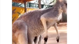 Funny animal videos