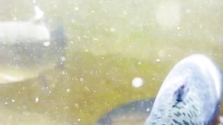 Trout fish view under water