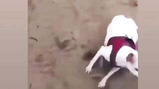 Happy Dog!!