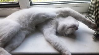 Кот Беляш