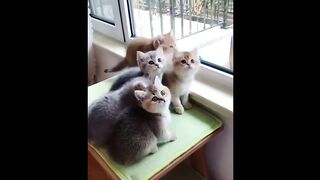 Funny animals |????Oohhh Cute Pets????Secret Laugh Best of 2023  Episode 2