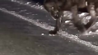 King wolf????-Massive king wolf captured on dash cam must watch