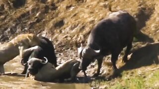 30 Times Animals Messed With The Wrong Opponent