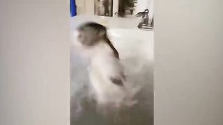 Funny animals videos